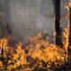 Forest fire during a natural disaster with flames spreading through trees and vegetation.