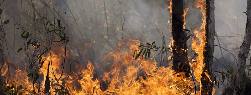 Forest fire during a natural disaster with flames spreading through trees and vegetation.